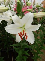 [4324 Arletta VZ No02.JPG]